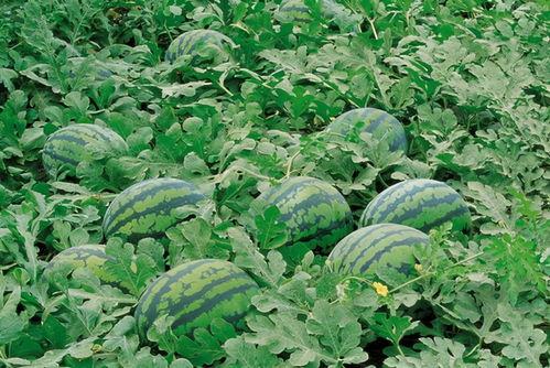 莱阳网红吃瓜群微信号,揭秘幕后故事，带你领略网络红人圈